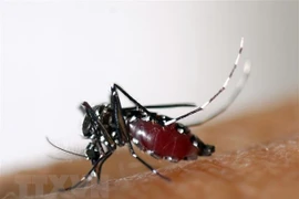 Le Laos enregistre plus de 30.000 cas de dengue