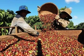 Perspectives du café vietnamien sur le marché algérien