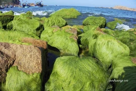 Sur la plage de Nhon Hai, les pierres qui ne roulent pas amassent mousse et séduisent