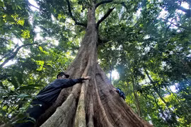 Le potentiel du commerce du carbone forestier au Vietnam