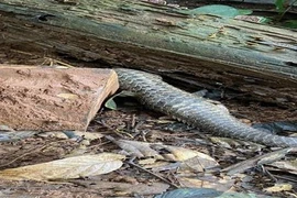 Binh Phuoc : relâcher à la nature sept animaux menacés d'extinction