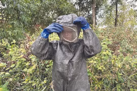 À Cà Mau, elle traque les guêpes