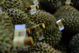 Des fruits vietnamiens présentés au festival dans la ville chinoise de Tianjin