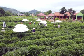 Le savoir sur la culture du thé de Tân Cuong classé au patrimoine national 