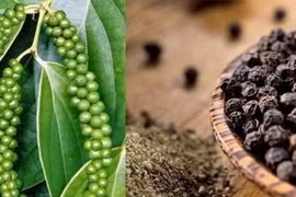 Télégramme du PM sur le soutien aux exportateurs de poivre vers les EAU