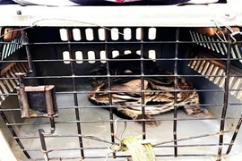 Binh Phuoc : deux animaux sauvages relâchés dans la nature