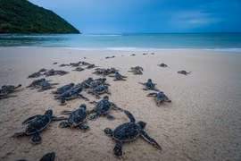 Lancement d'un nouveau film appelant à la protection des tortues marines