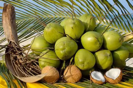 Les exportations vietnamiennes de noix de coco atteindront un milliard de dollars en 2025