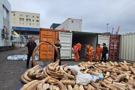 Sept tonnes d’ivoire d’éléphant d'Afrique saisies au port de Hai Phong