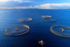 Faire de l'aquaculture marine une industrie moderne