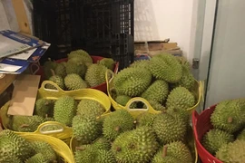 Le durian plus que jamais recherché par le marché chinois 