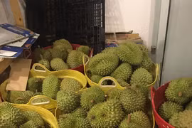 Le durian plus que jamais recherché par le marché chinois 