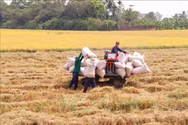 Les exportations de riz atteignent un niveau record depuis 1989