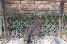 Un rare gris paon faisan découvert à Binh Phuoc