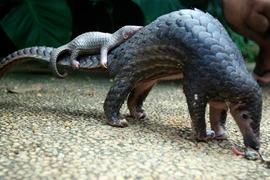Les gardes forestiers Tây Ninh sauvent des animaux sauvages