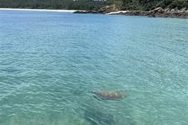 Une tortue marine apparaît dans les eaux de Co To