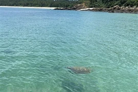 Une tortue marine apparaît dans les eaux de Co To