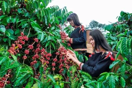 Le secteur du café s'adapte au nouveau règlement anti-déforestation de l'UE 