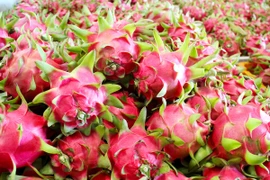 Les exportations de fruit du dragon rapportent plus de 47 millions de dollars depuis janvier
