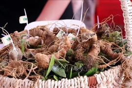 Le Festival du ginseng Ngoc Linh - Kon Tum aura lieu tous les deux ans