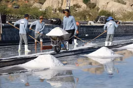 Ninh Thuân oriente sa production de sel vers l’exportation 