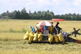 Le delta du Mékong étend sa superficie de riz de haute qualité basse émission