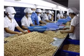 La noix de cajou vietnamienne cherche à conquérir les marchés américain et européen