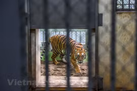 Rencontre avec les soigneurs de tigres du zoo de Hanoi