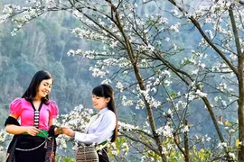Le festival des fleurs de bauhinia va épater les visiteurs 