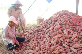 Les patates douces et les nids d'hirondelles sont officiellement exportés vers la Chine