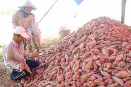 Les patates douces et les nids d'hirondelles sont officiellement exportés vers la Chine