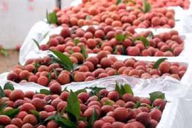 Le Vietnam supervise directement la quarantaine des litchis à exporter vers le Japon