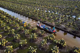 Tiên Giang améliore la qualité des fruits du dragon pour l’exportation