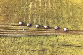 Une année sous les meilleurs auspices pour le riz vietnamien 
