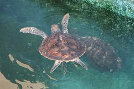 Parc national de Nui Chua: préservation de la biodiversité liée au tourisme durable