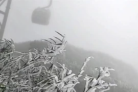 Lao Cai : du givre sur le mont Fansipan au coeur du printemps ​