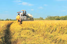 Soc Trang, le territoire du "meilleur riz au monde" 
