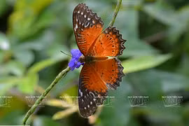 Son Tra, un cadeau de la nature aux portes de Da Nang 