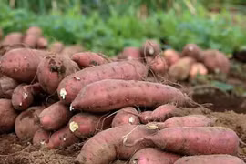 Les patates douces vietnamiennes bientôt officiellement exportées vers la Chine