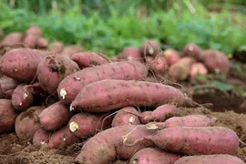 Les patates douces vietnamiennes bientôt officiellement exportées vers la Chine