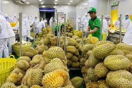 Exportation: 2023, une année prometteuse pour les fruits vietnamiens