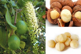 Approbation d'un projet de développement durable de la filière macadamia