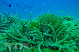 Le Vietnam réaffirme ses contributions aux initiatives de lutte contre la pollution plastique