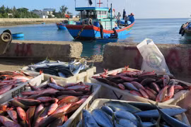 «Une véritable tuerie»…