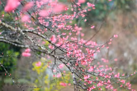 Hanoi envahie de fleurs de pêcher à l’approche du Têt