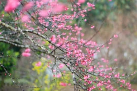 Hanoi envahie de fleurs de pêcher à l’approche du Têt