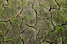 Face à la sécheresse : la Thaïlande accélère la construction de réservoirs d’eau