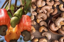 Les exportations de noix de cajou en baisse 