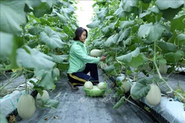Bac Giang investit dans les infrastructures de production agricole