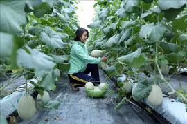 Bac Giang investit dans les infrastructures de production agricole